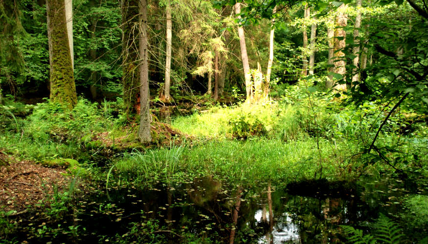 puszcza-bialowieska